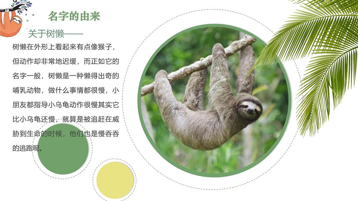 学前教育大班《Hi~我~是~树~懒~》课件第7页