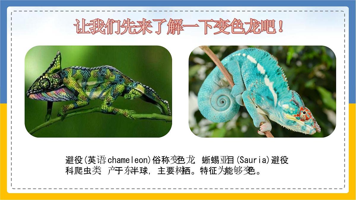 学前教育大班《吃苍蝇的变色龙》课件第5页