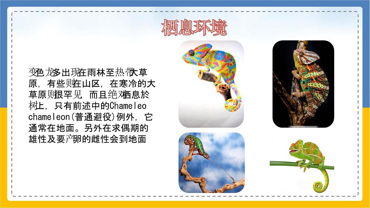 学前教育大班《吃苍蝇的变色龙》课件第6页