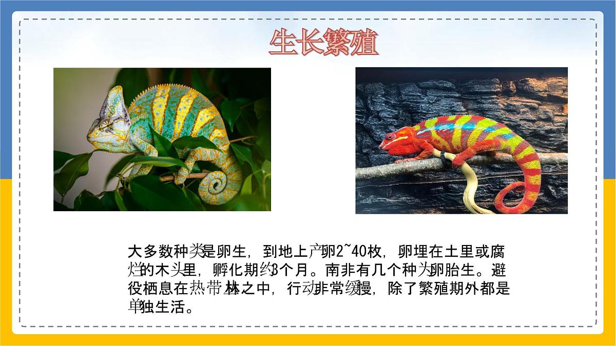 学前教育大班《吃苍蝇的变色龙》课件第7页