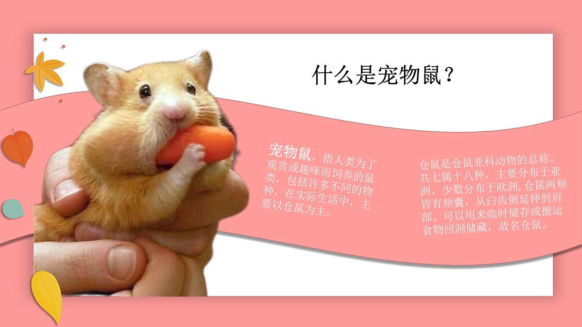 学前教育大班《小仓鼠》课件第4页