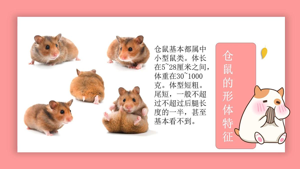 学前教育大班《小仓鼠》课件第6页