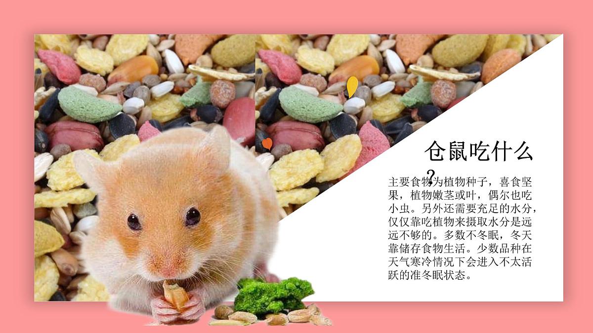 学前教育大班《小仓鼠》课件第7页