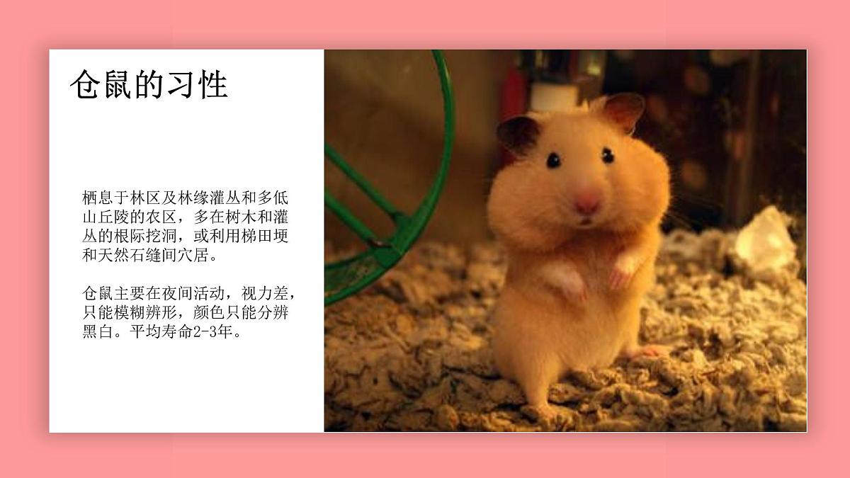 学前教育大班《小仓鼠》课件第8页