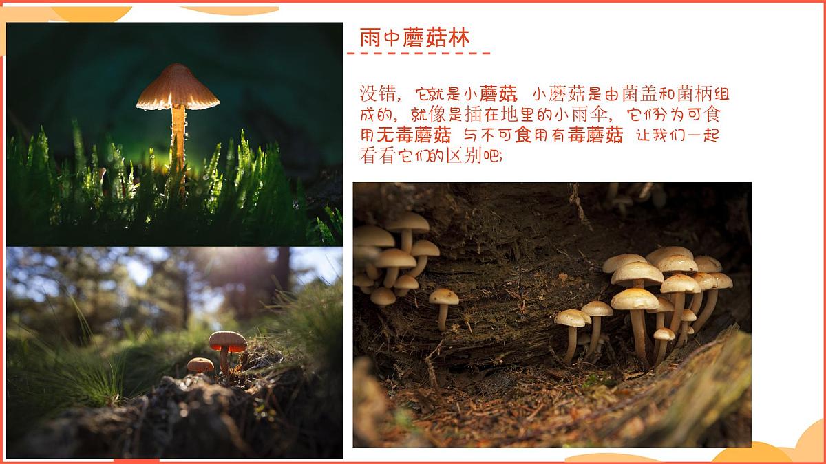 学前教育大班《雨中蘑菇林》课件第6页