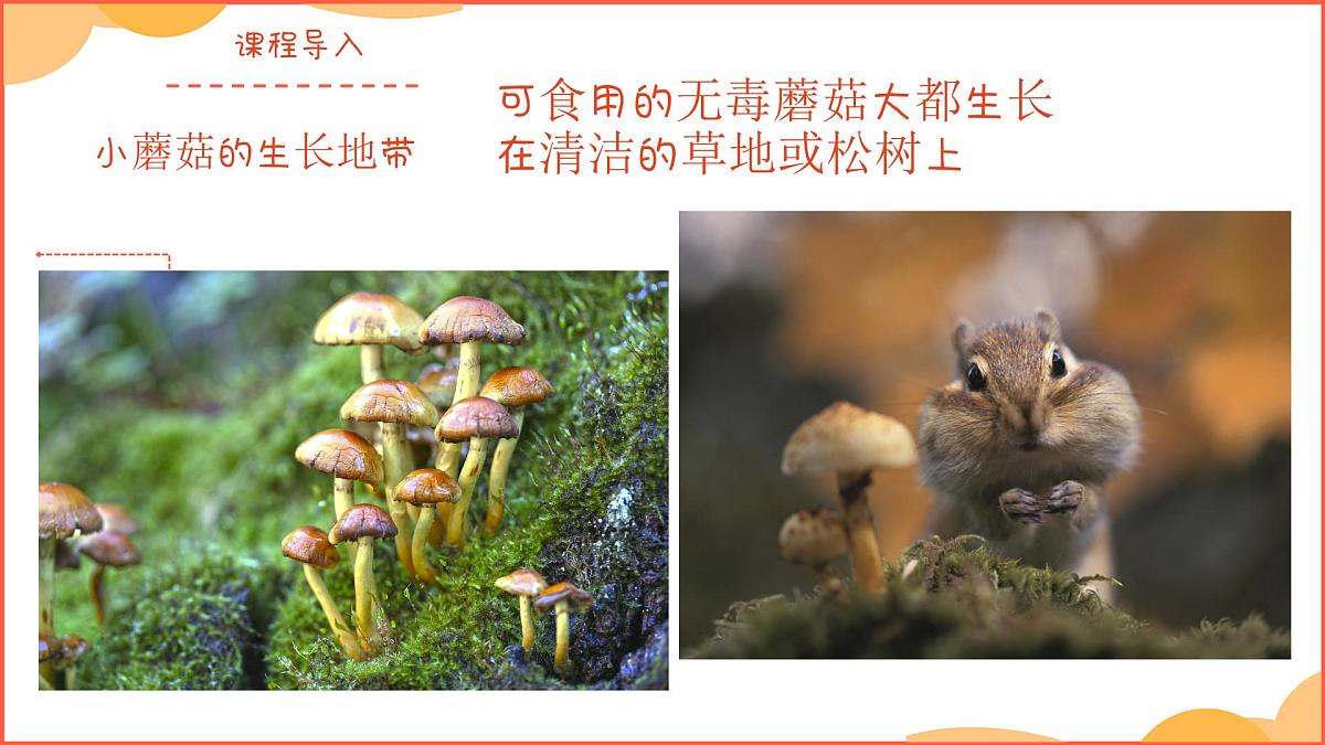 学前教育大班《雨中蘑菇林》课件第7页