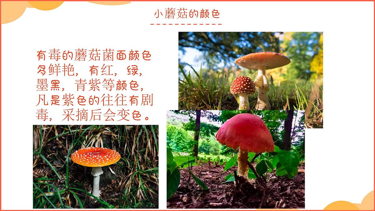学前教育大班《雨中蘑菇林》课件第8页