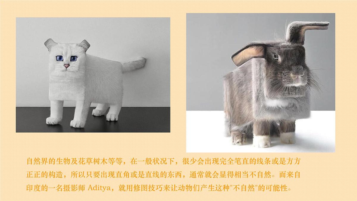 学前教育大班《方块动物——农场》课件第6页