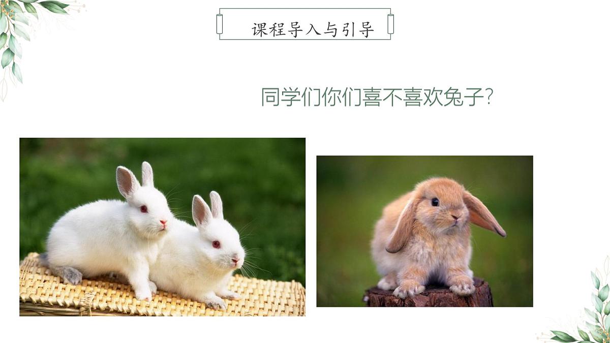 学前教育大班《世界奇妙兔子》课件第8页
