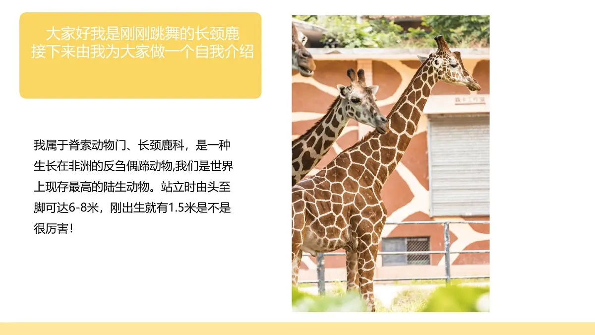 学前教育大班《散点构图《不会跳舞的长颈鹿》课件第6页