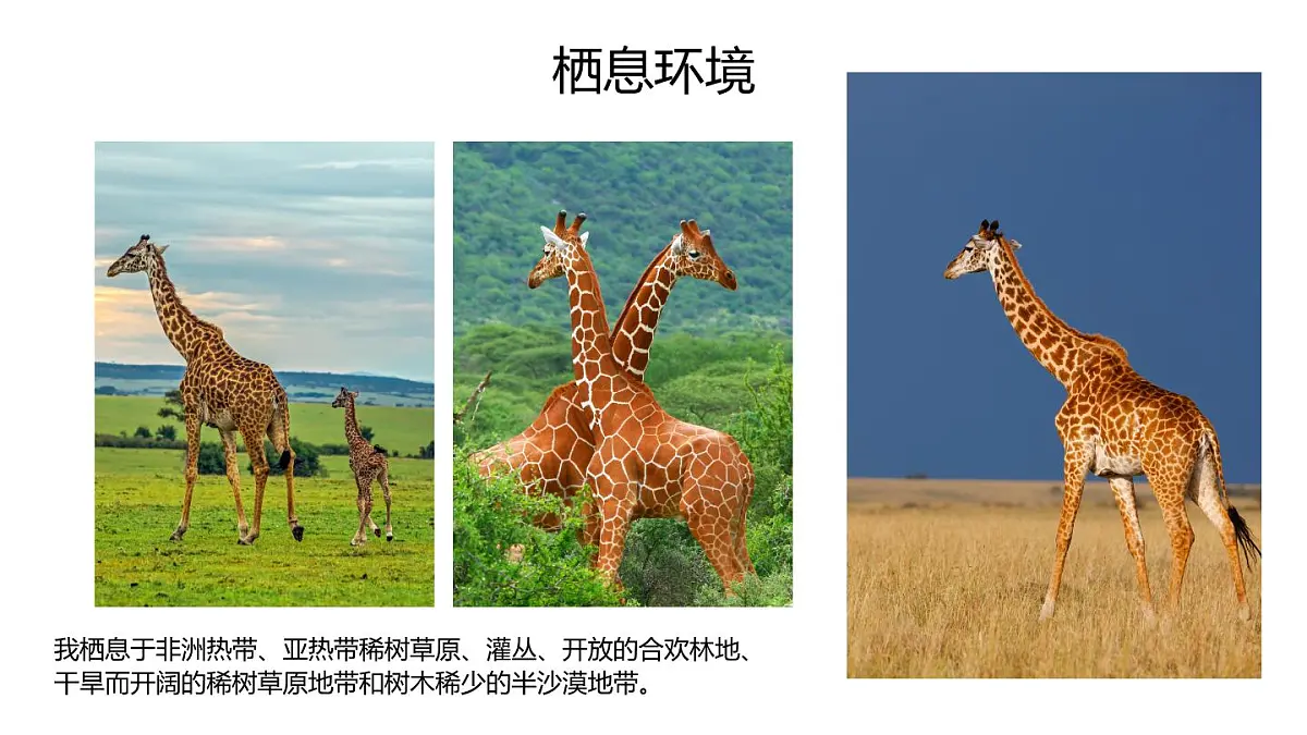 学前教育大班《散点构图《不会跳舞的长颈鹿》课件第7页