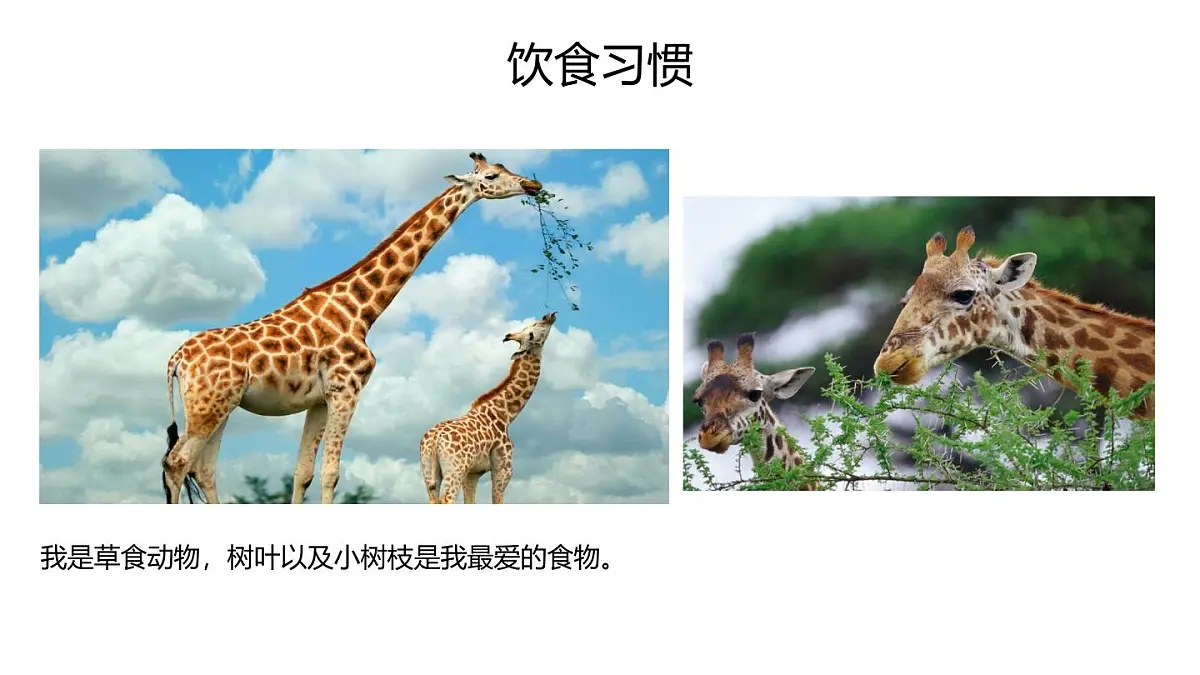 学前教育大班《散点构图《不会跳舞的长颈鹿》课件第8页