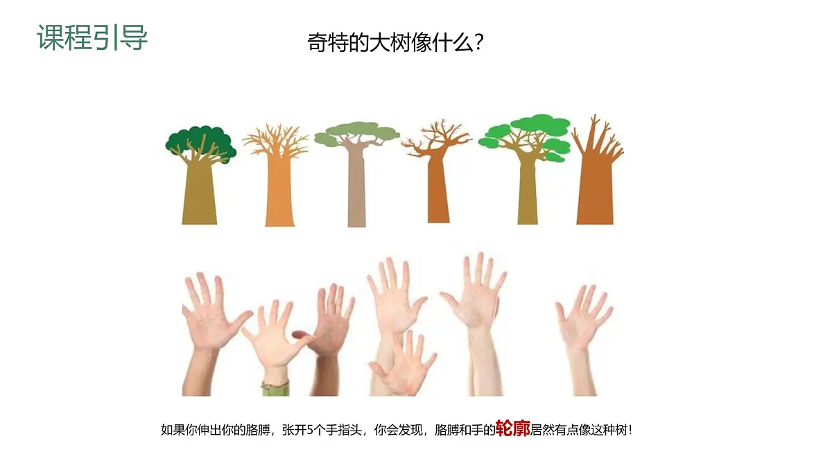学前教育大班《轮廓塑造猴面包树屋》课件第6页
