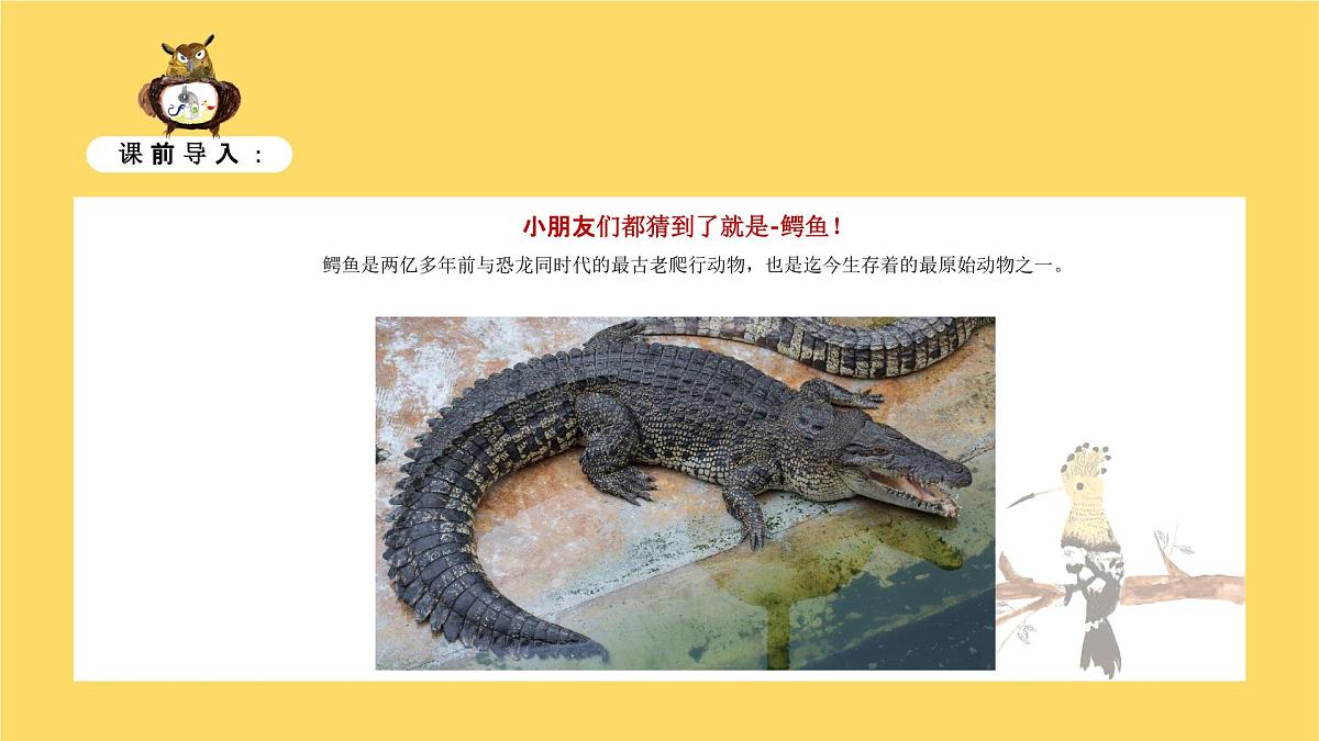学前教育大班《鳄鱼的周末》课件第5页