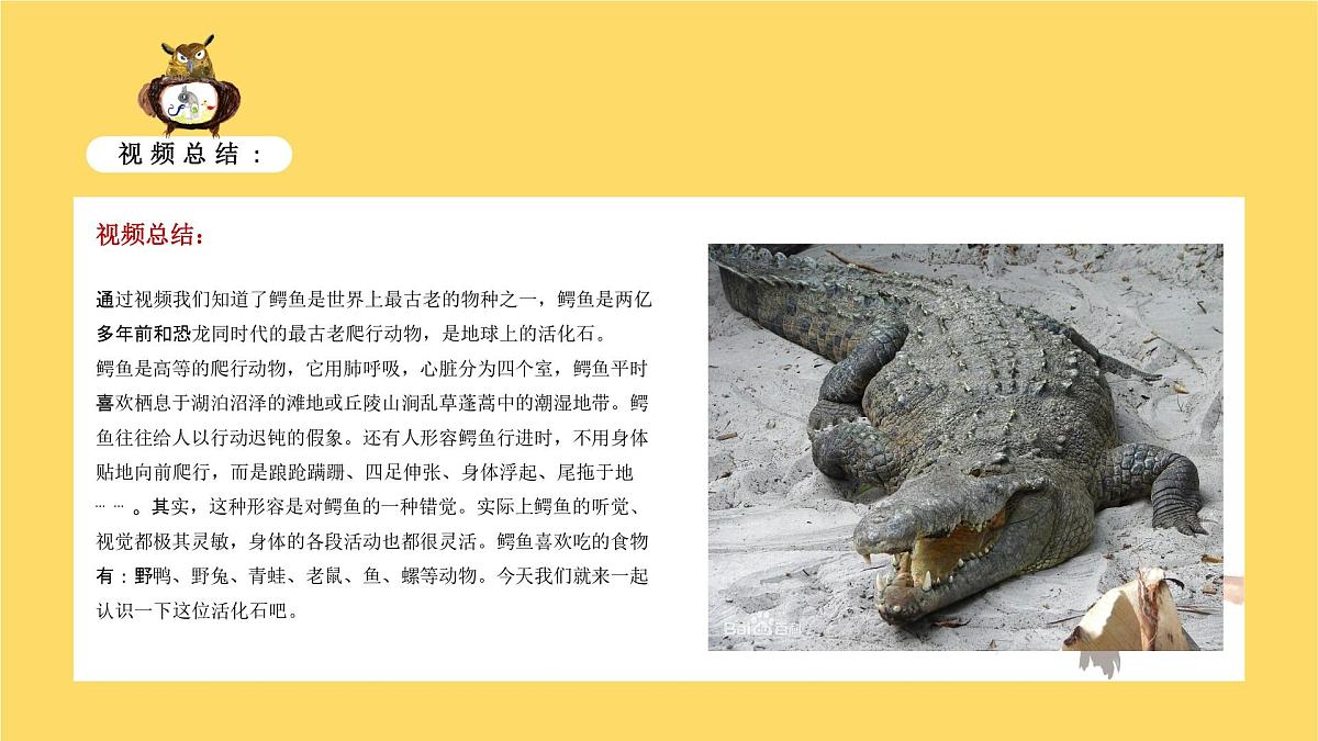 学前教育大班《鳄鱼的周末》课件第7页