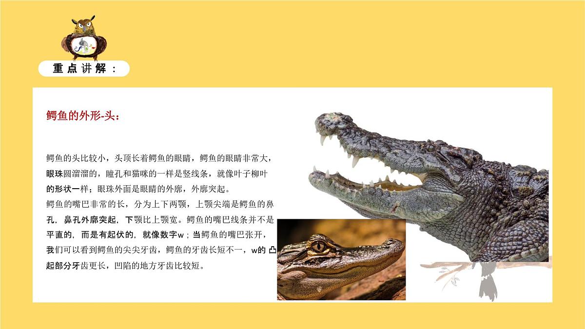 学前教育大班《鳄鱼的周末》课件第8页