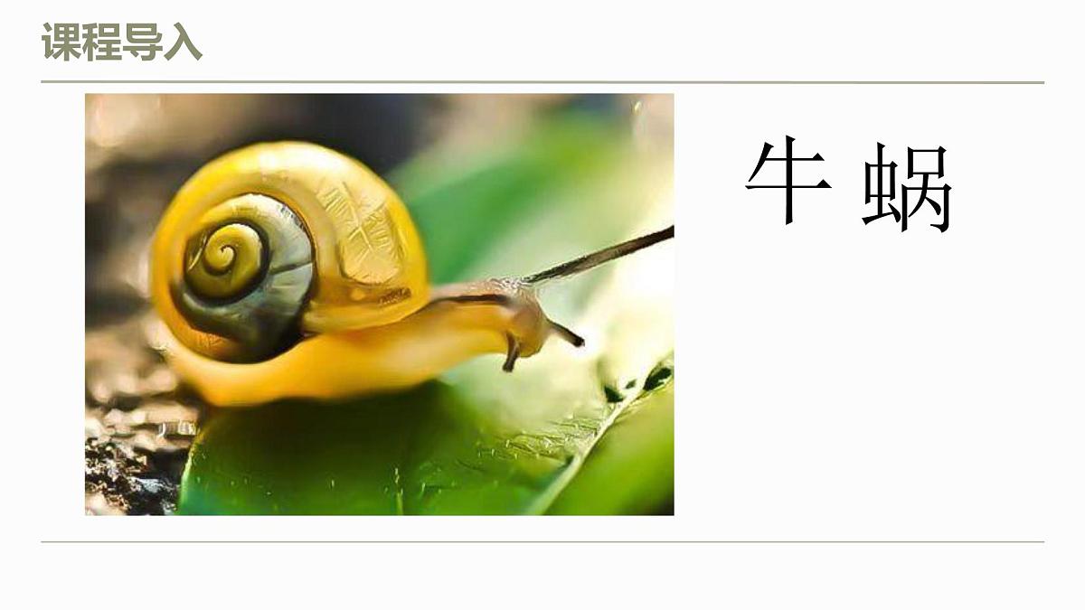 学前教育大班《蜗牛与蘑菇》课件第7页