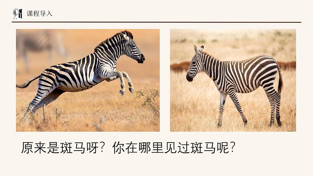 学前教育大班《斑马弯弯》课件第7页