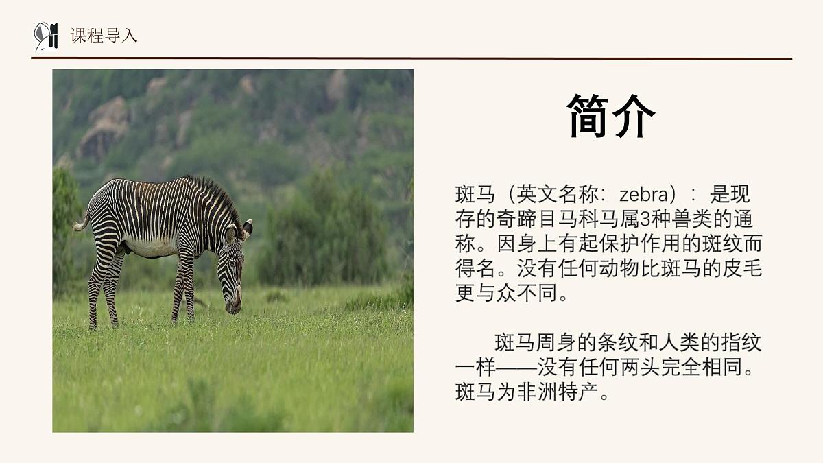 学前教育大班《斑马弯弯》课件第8页