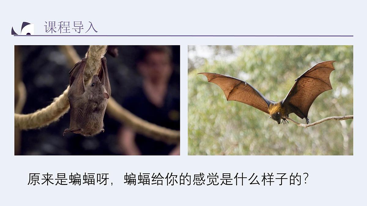 学前教育大班《蝙蝠睡着了》课件第7页