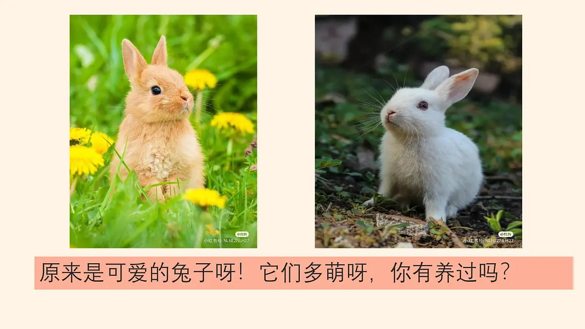 学前教育大班《呆萌兔与小萝卜》课件第7页