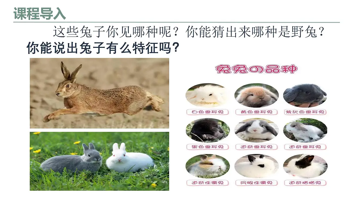 学前教育大班《呆萌兔与小萝卜》课件第8页