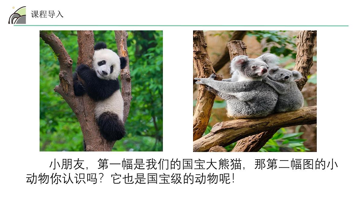 学前教育大班《考拉》课件第6页