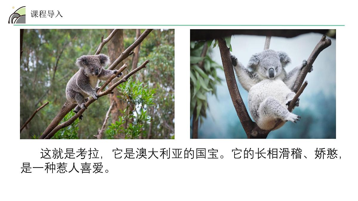 学前教育大班《考拉》课件第7页