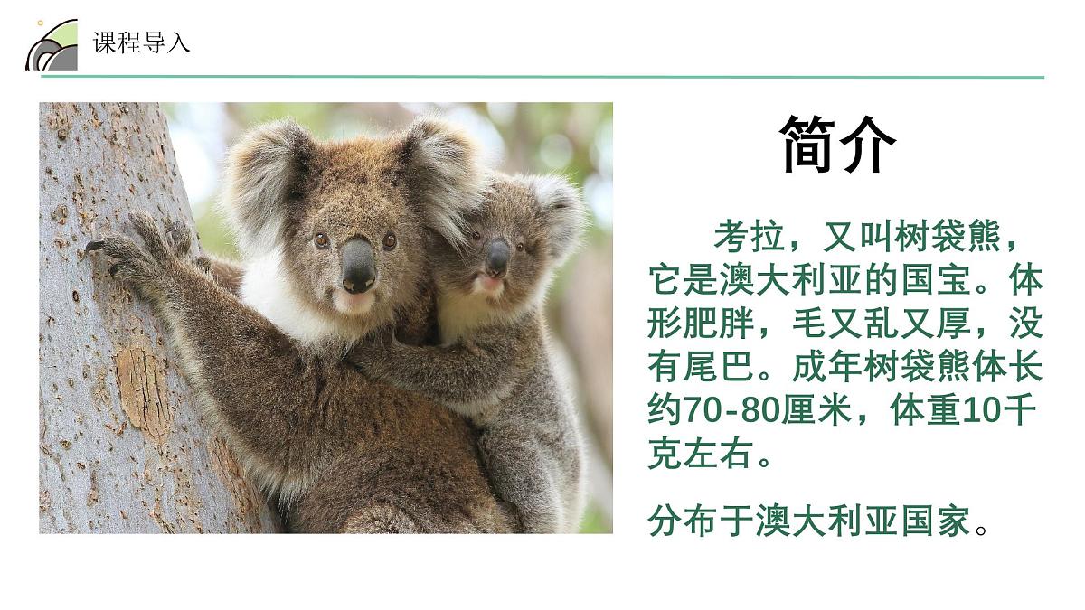 学前教育大班《考拉》课件第8页