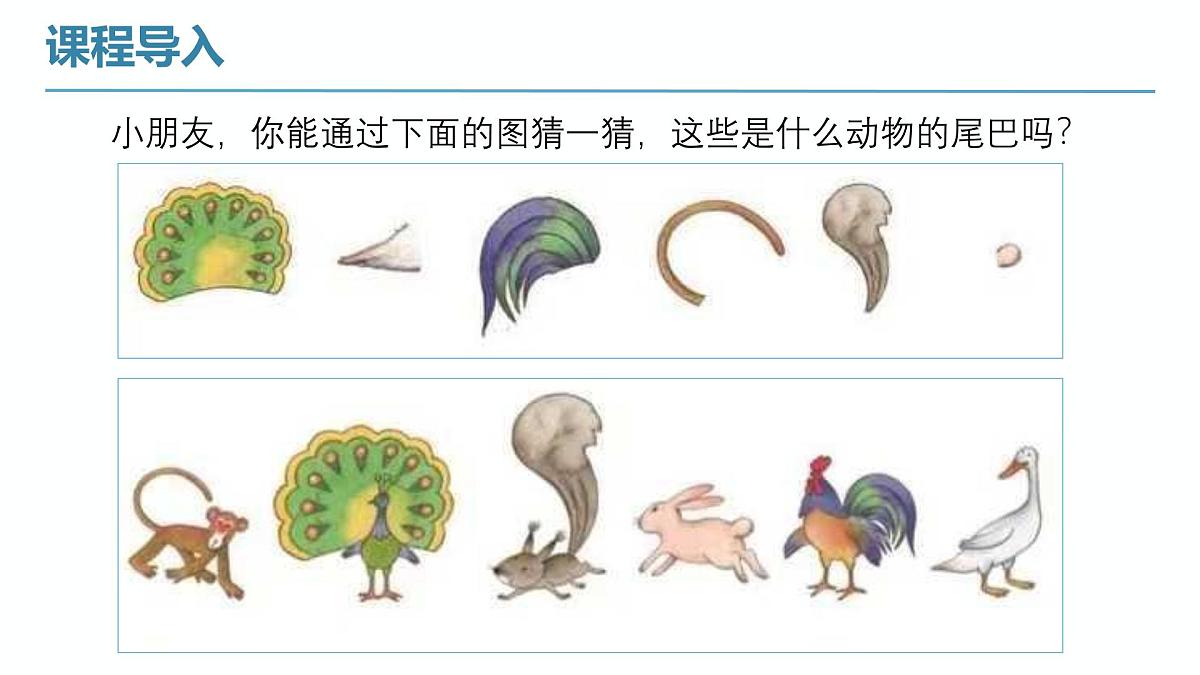 学前教育大班《孔雀开屏》课件第6页