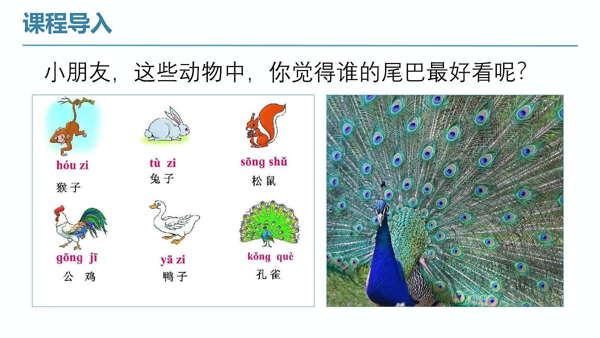 学前教育大班《孔雀开屏》课件第7页