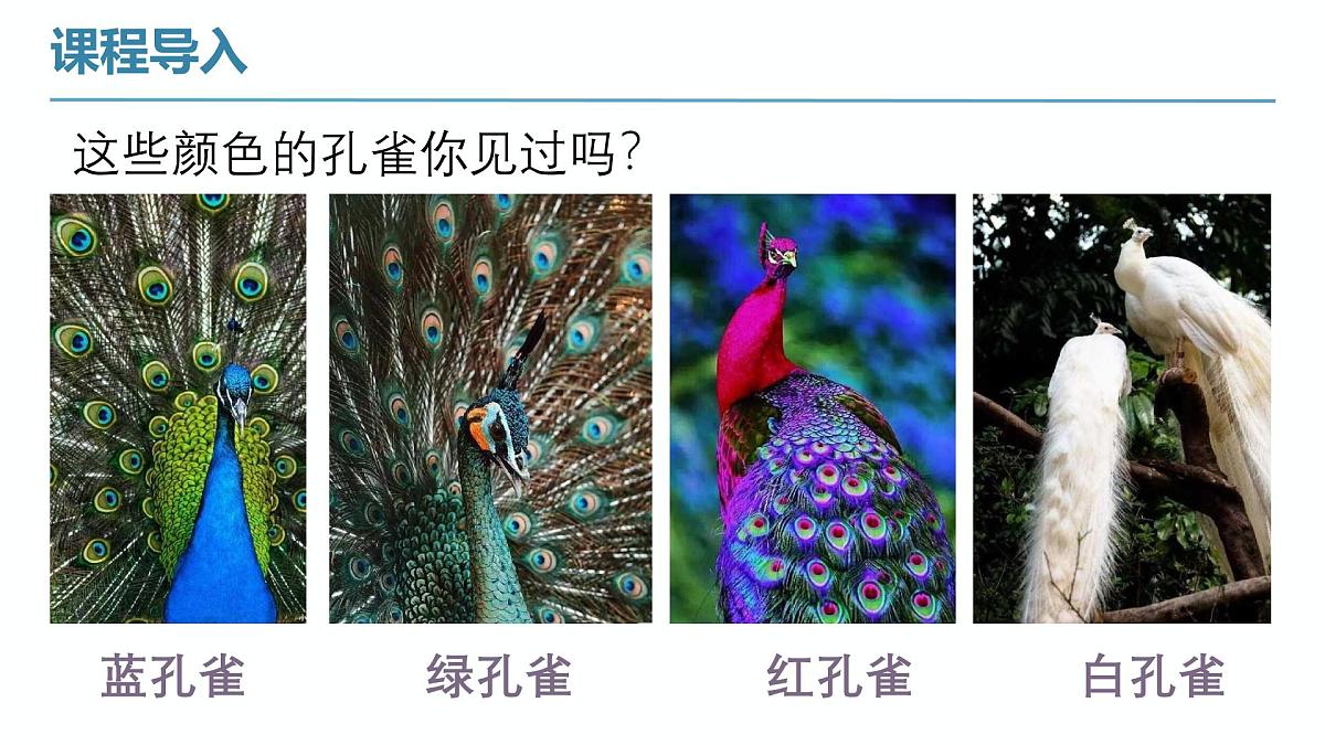 学前教育大班《孔雀开屏》课件第8页