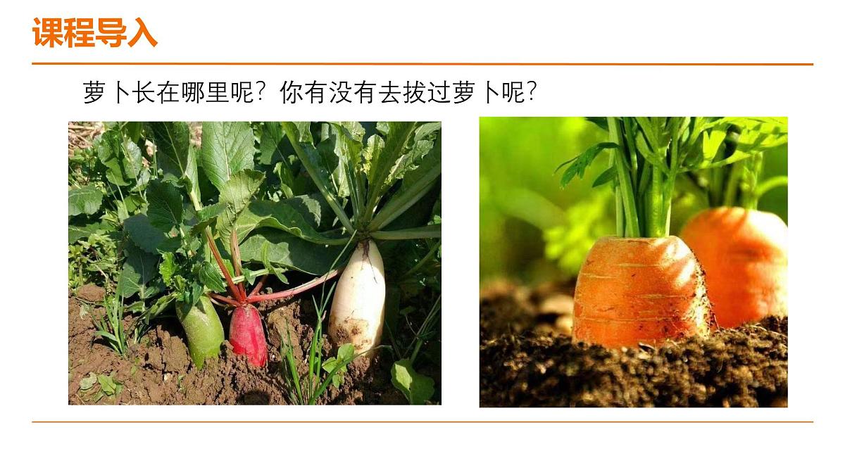 学前教育大班《萝卜逃跑啦》课件第7页