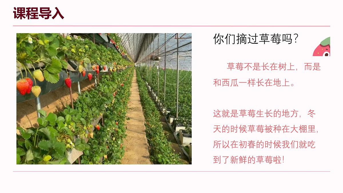 学前教育大班《瓢虫精灵摘草莓》课件第7页