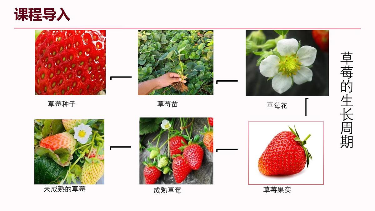 学前教育大班《瓢虫精灵摘草莓》课件第8页