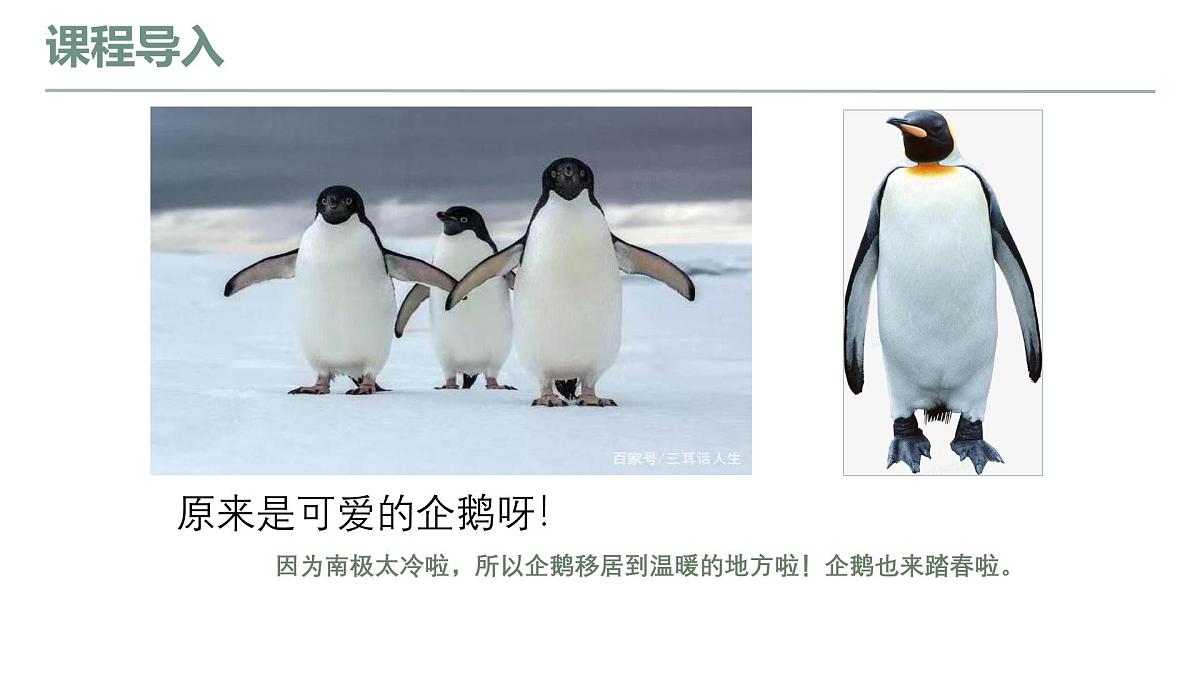 学前教育大班《企鹅抓蝴蝶》课件第8页