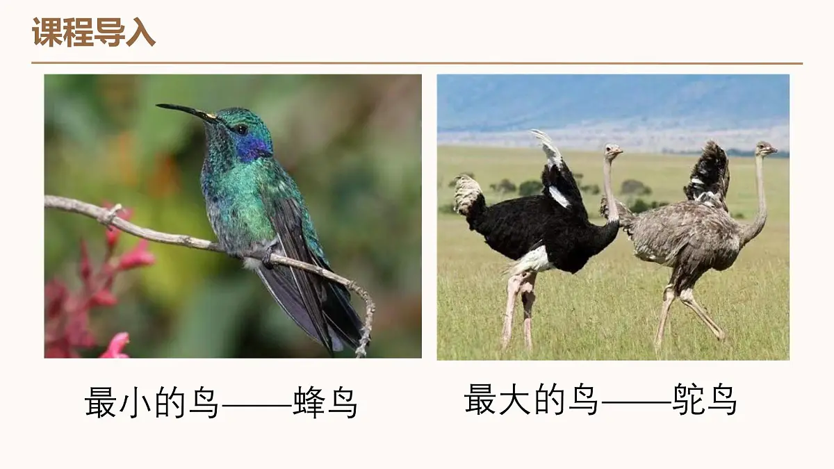 学前教育大班《沙漠鸵鸟》课件第7页