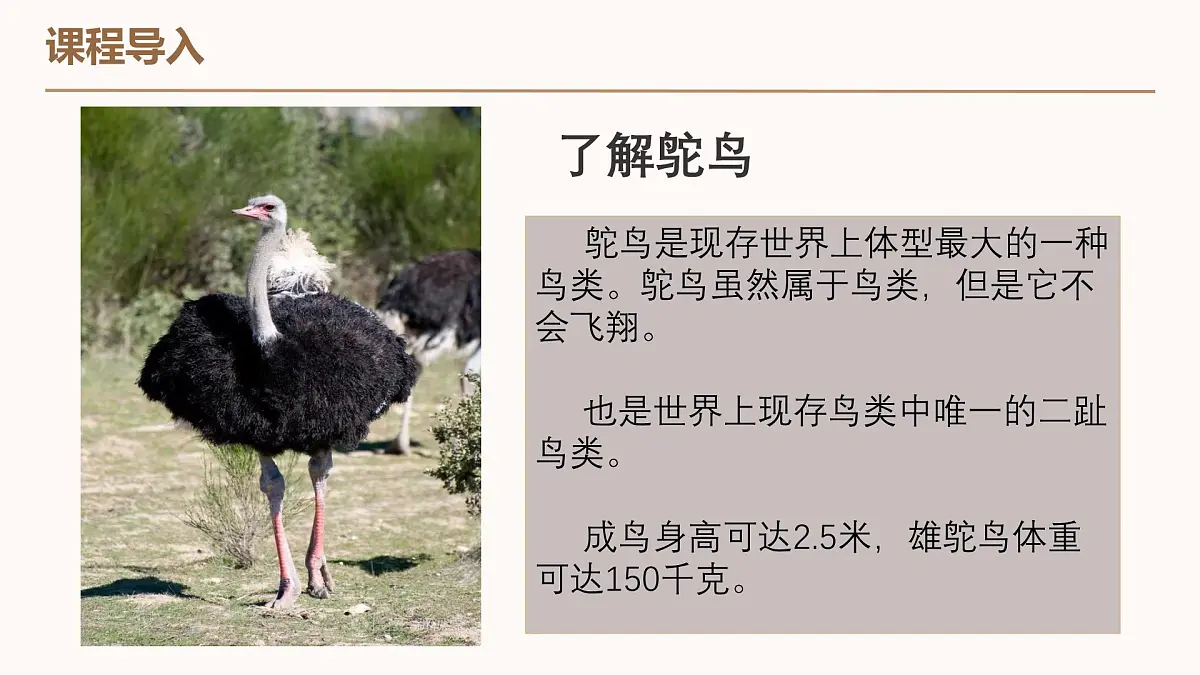 学前教育大班《沙漠鸵鸟》课件第8页