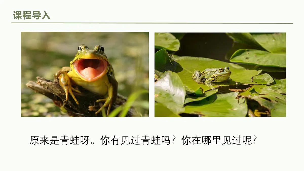 学前教育大班《小青蛙会躲雨》课件第7页