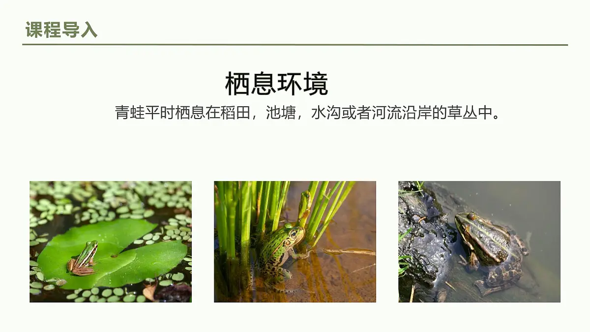 学前教育大班《小青蛙会躲雨》课件第8页