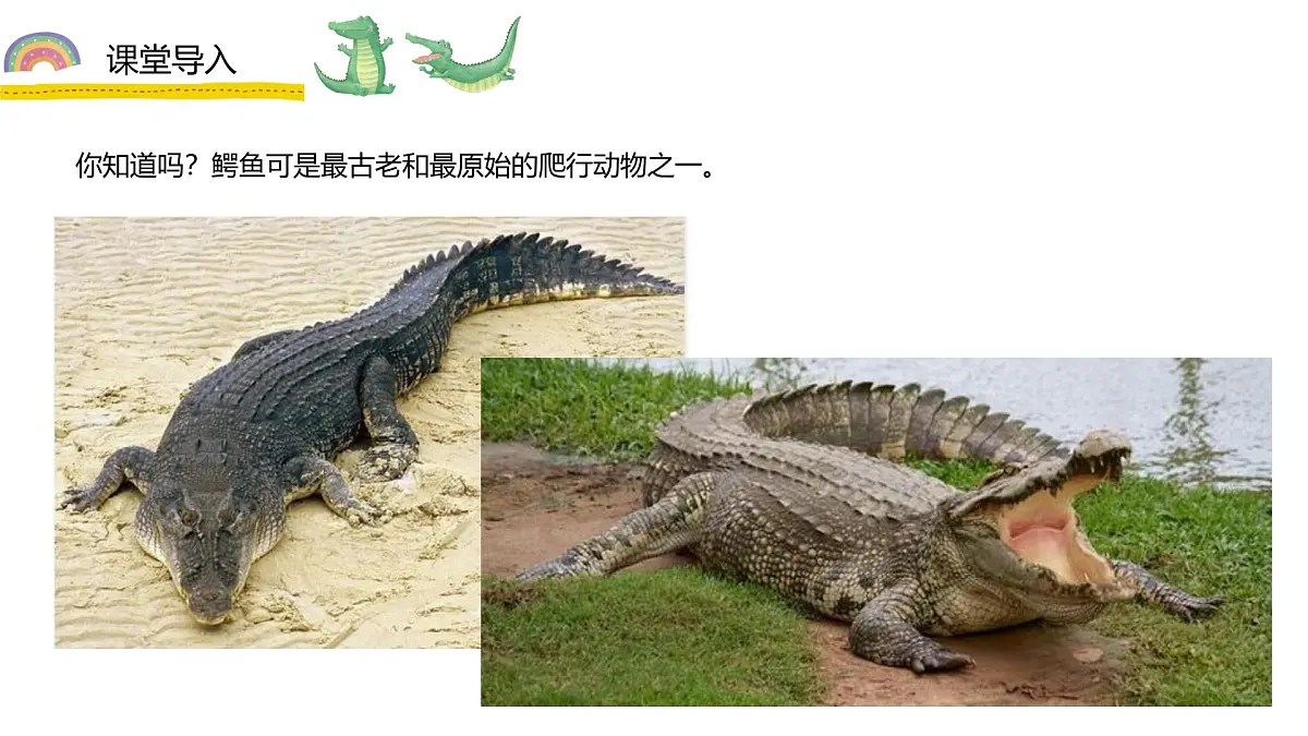 学前教育大班《鳄鱼要拔牙》课件第8页