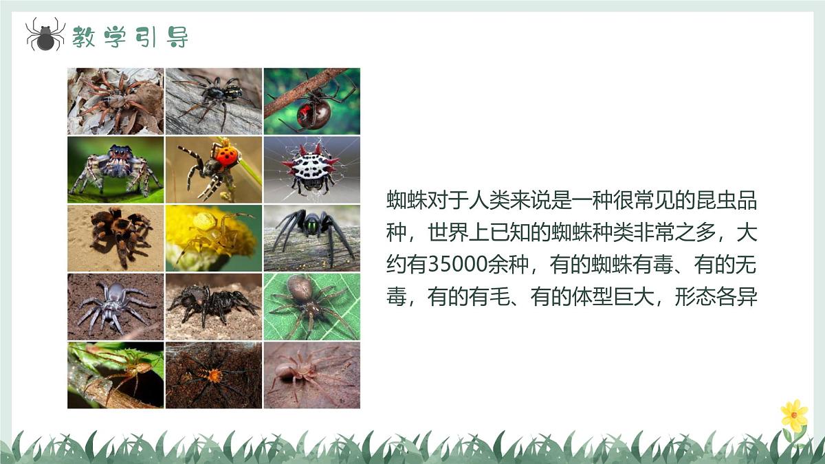学前教育大班《哇！孔雀蜘蛛》课件第6页