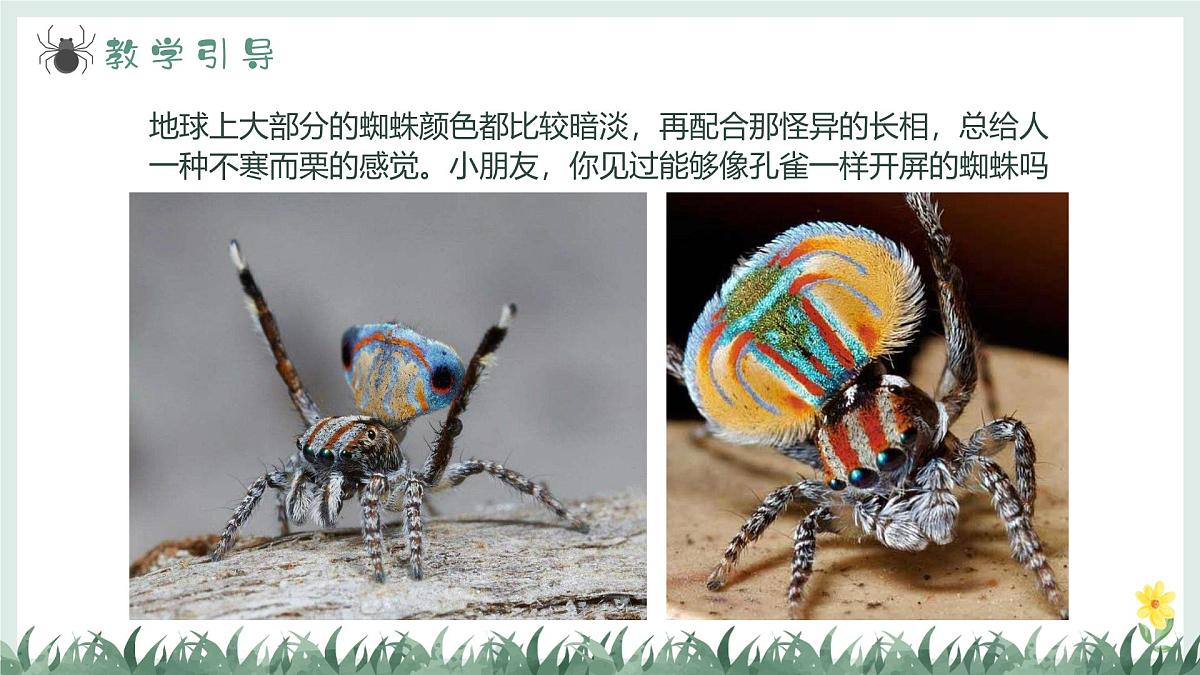 学前教育大班《哇！孔雀蜘蛛》课件第7页