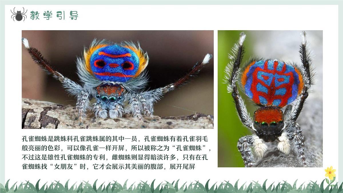 学前教育大班《哇！孔雀蜘蛛》课件第8页