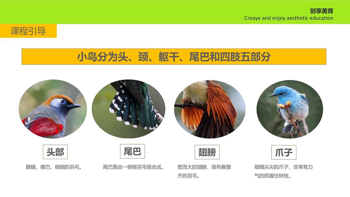 学前教育大班《热闹的大树》课件第8页