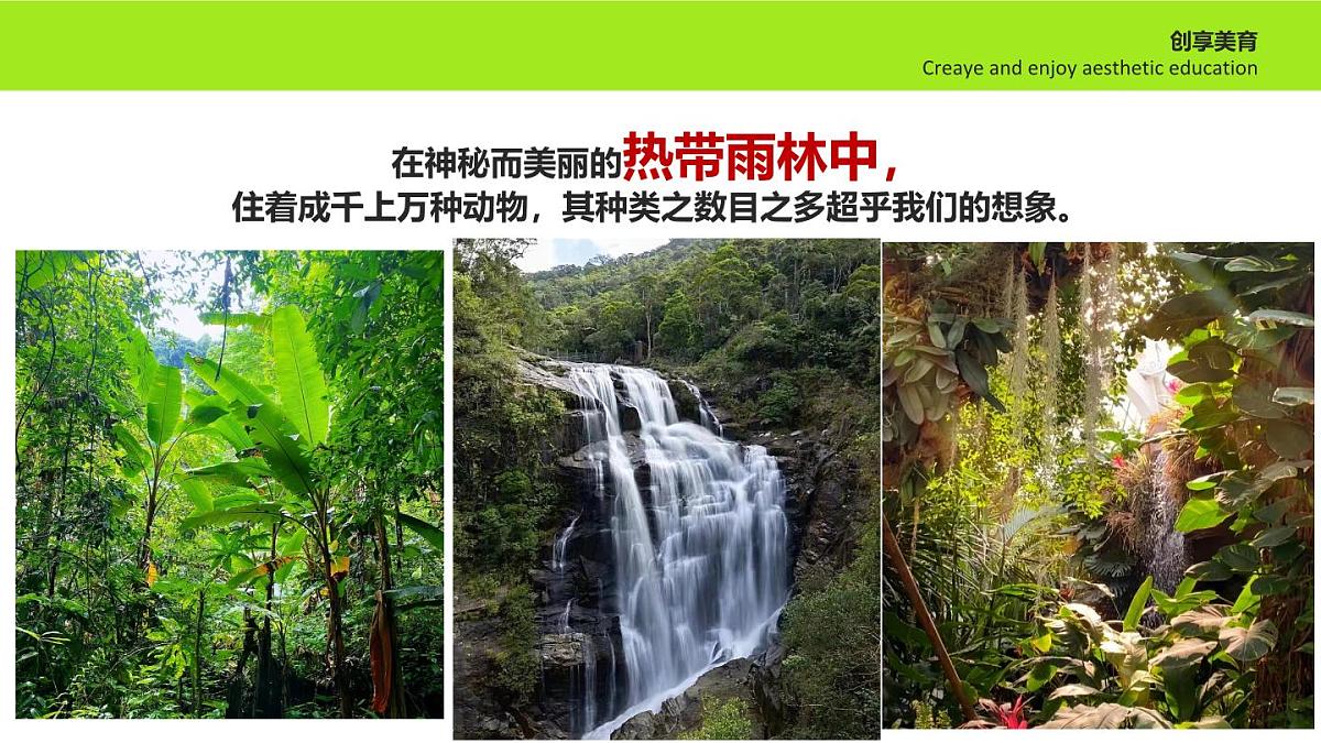 学前教育大班《巨嘴鸟》课件第5页