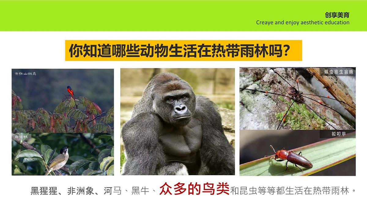 学前教育大班《巨嘴鸟》课件第6页