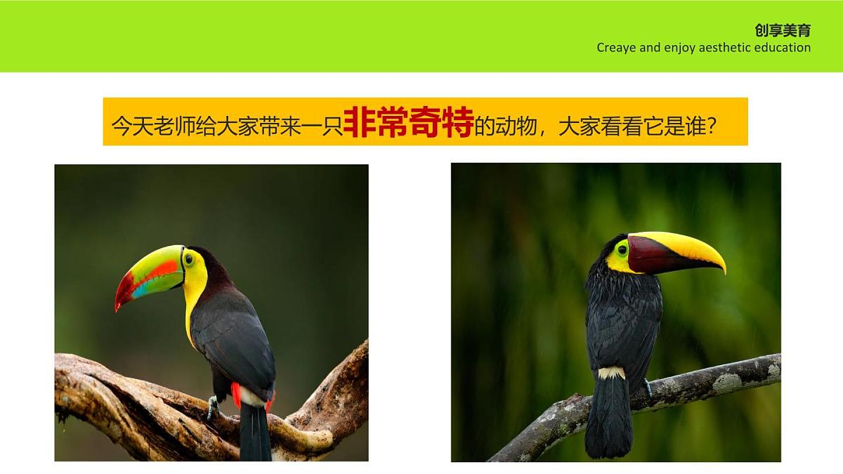 学前教育大班《巨嘴鸟》课件第7页
