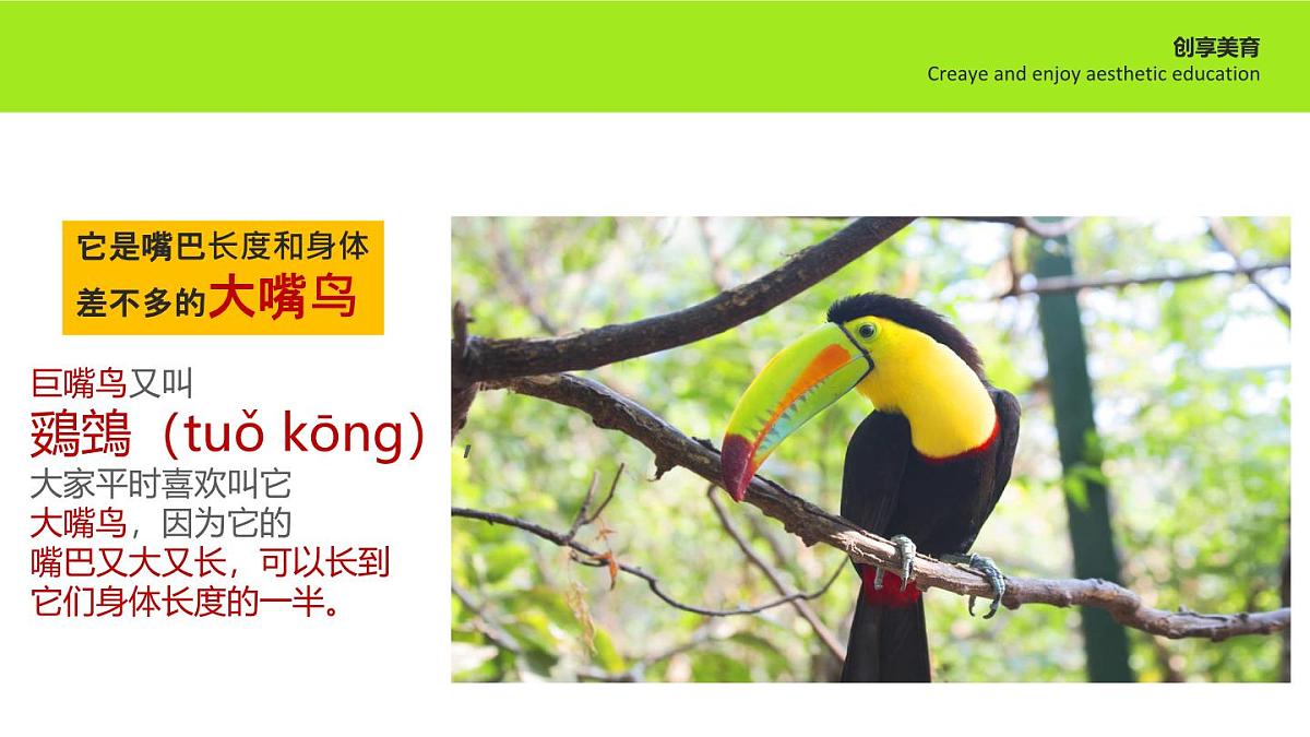 学前教育大班《巨嘴鸟》课件第8页