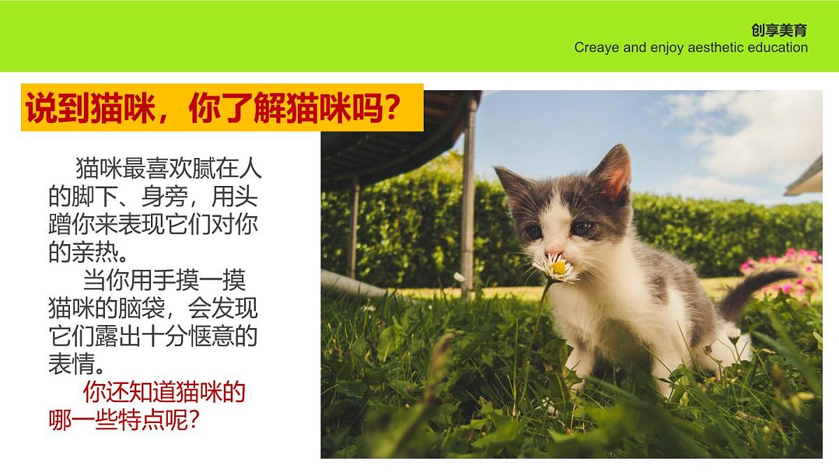 学前教育大班《猫猫雨》课件第6页